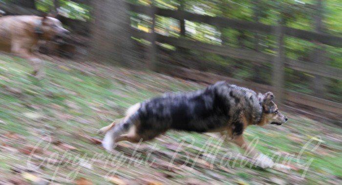 Here are my dogs running after their Frisbee.  This picture was taken for a photo class that I took and the assignment was  for a panning shot.  I am really happy with the results here!  Dogs are soooo coool!