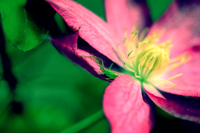 Assassinbug3_working copy1