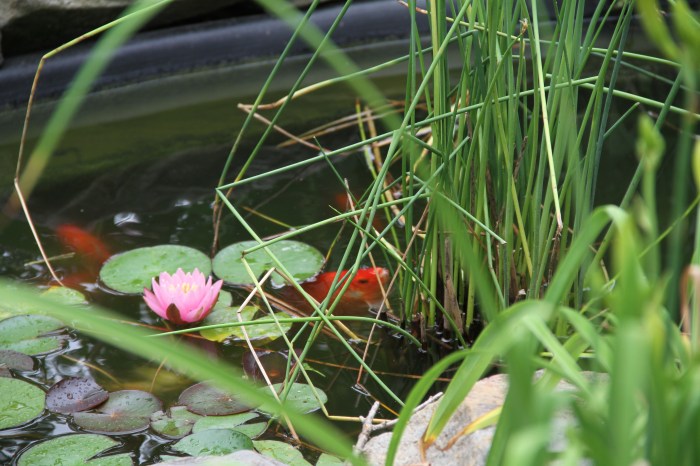 Backyard Pond