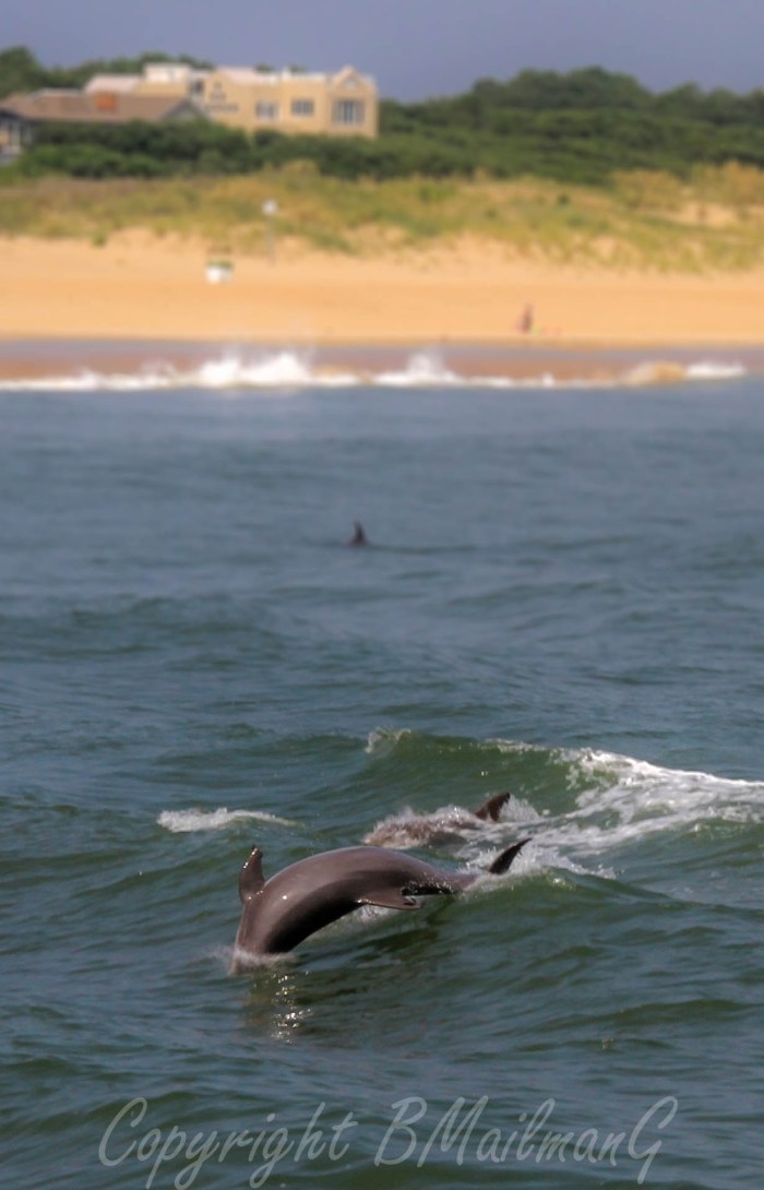 Dolphins in the Waves