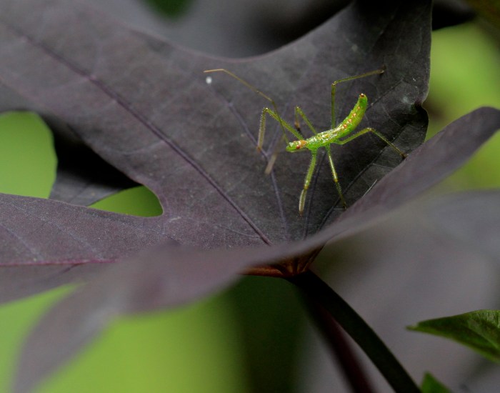 Assassin Bug