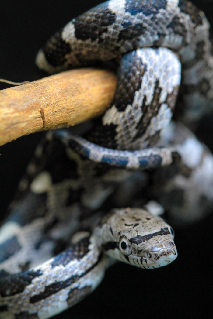 Look at What the Cat Dragged In....