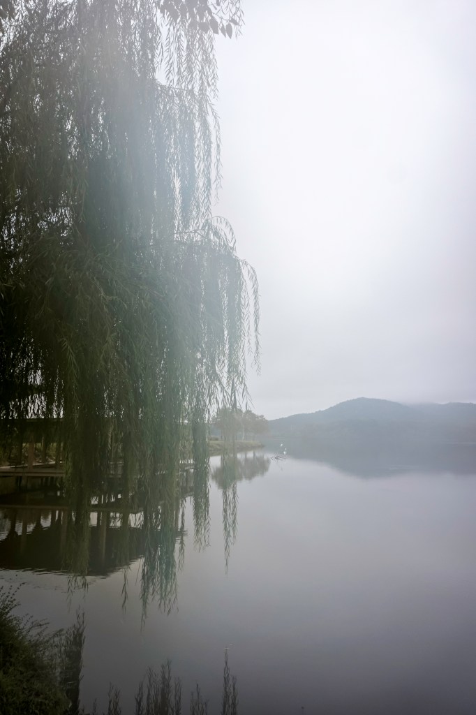 Willow Tree